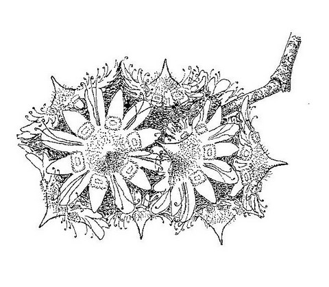 Homalium abdessammadii