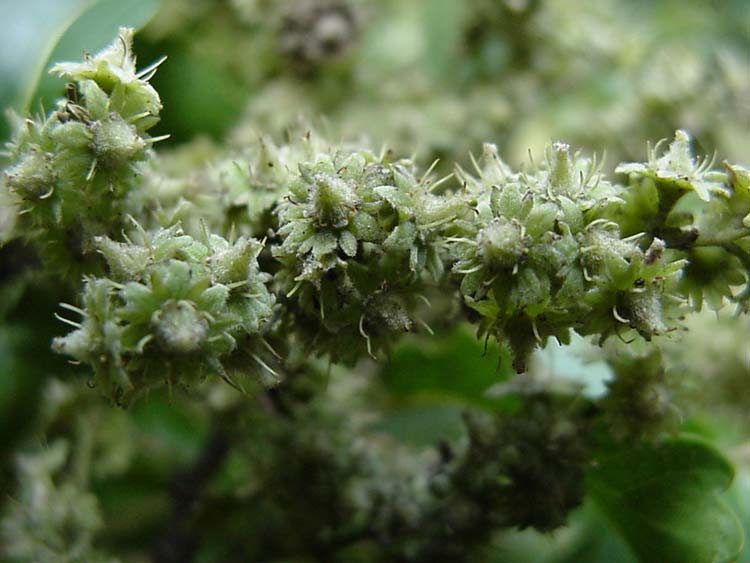 Homalium dentatum Homalium dentatum