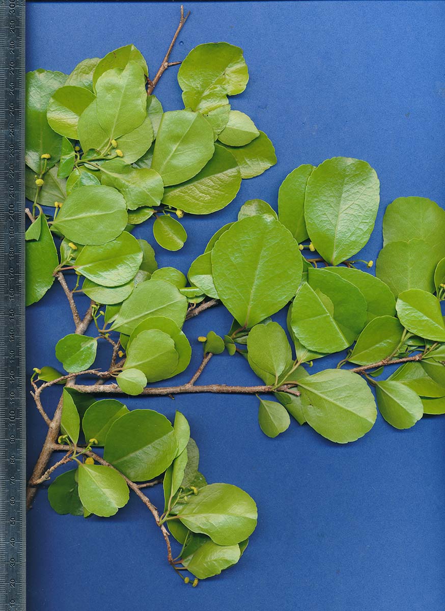 Flacourtia indica Flacourtia indica