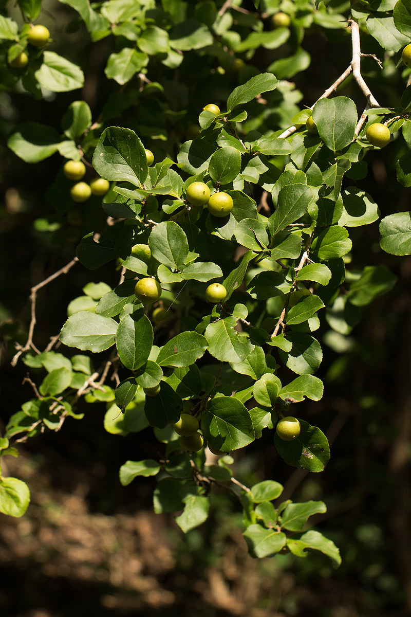 Flacourtia indica Flacourtia indica