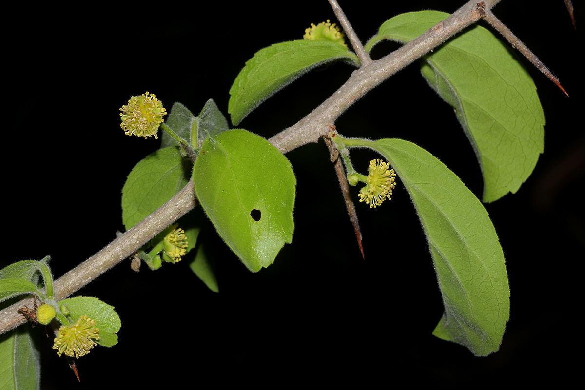 Flacourtia indica Flacourtia indica