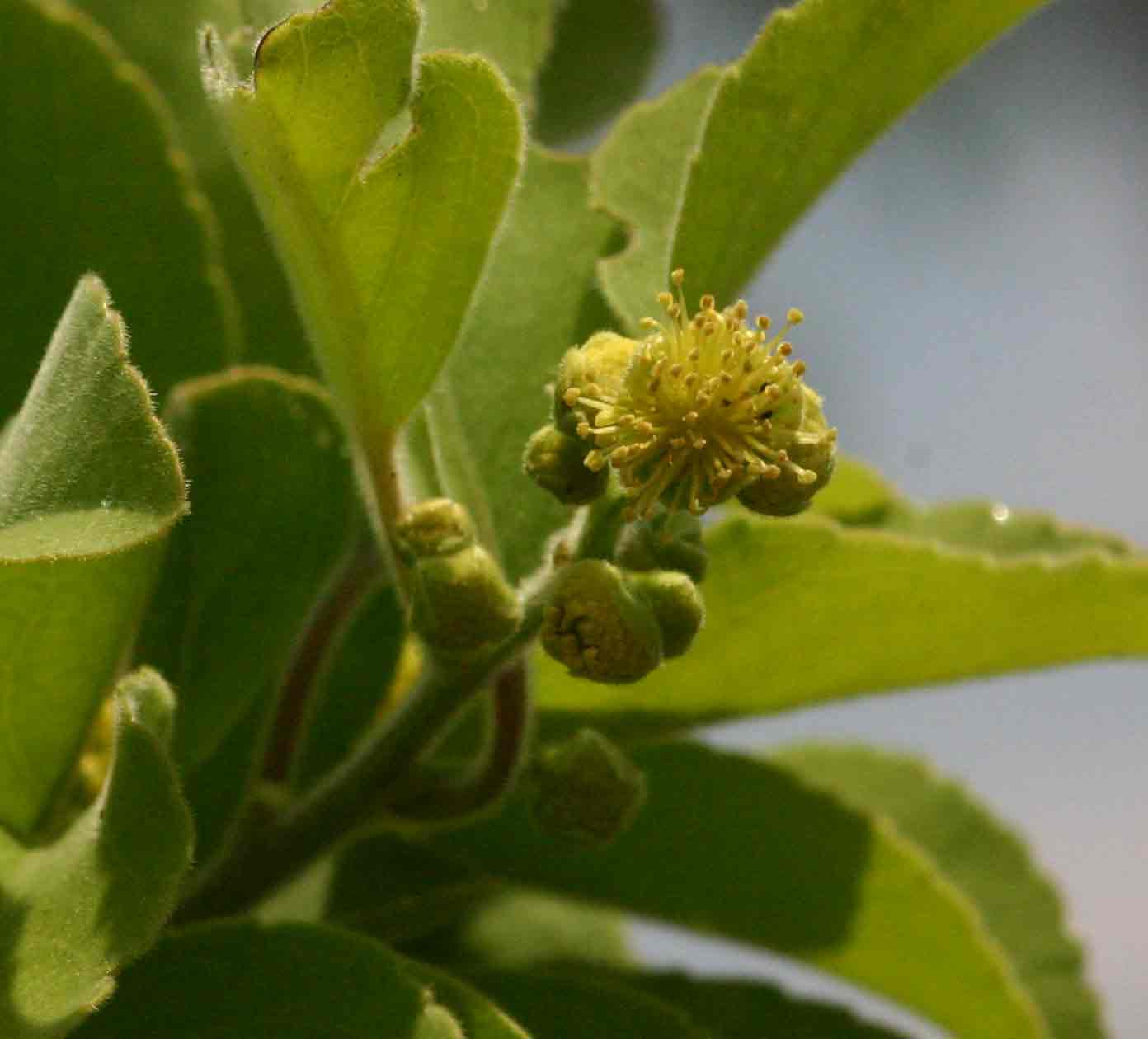 Flacourtia indica Flacourtia indica