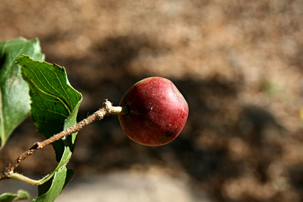 Flacourtia indica Flacourtia indica