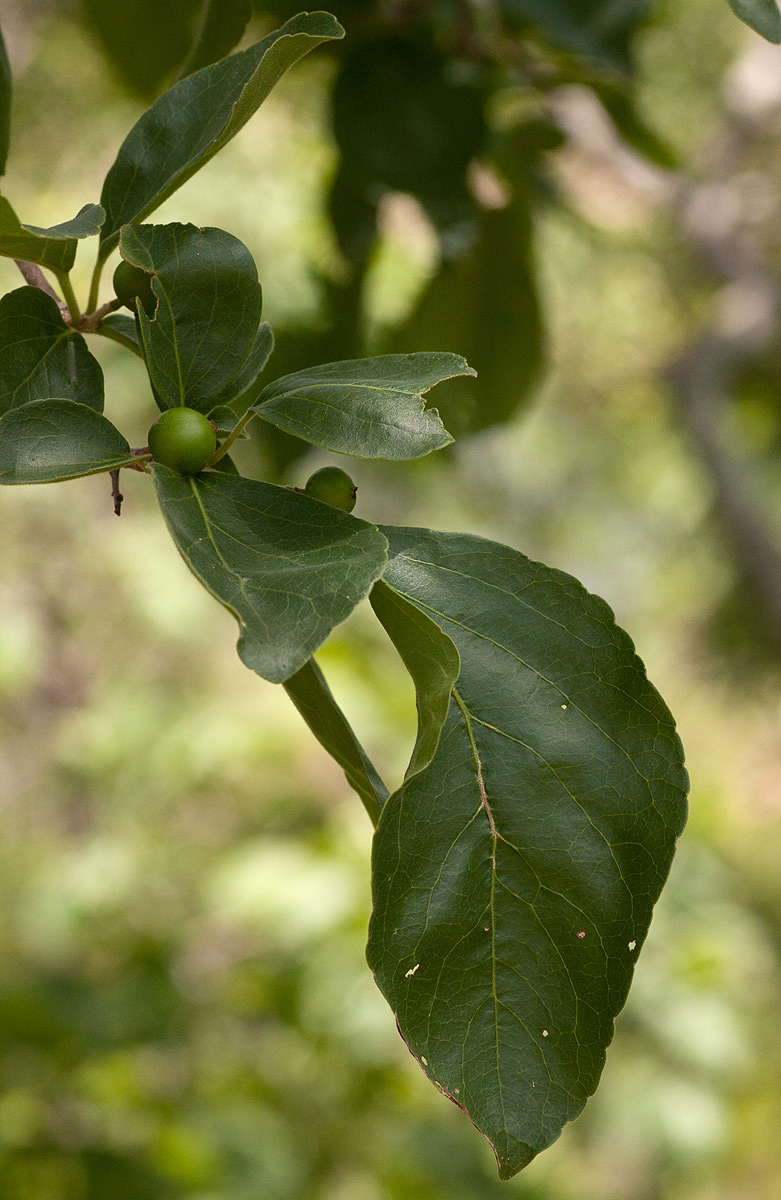 Flacourtia indica Flacourtia indica