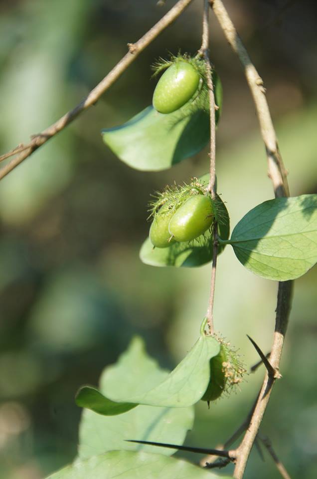 Dovyalis macrocalyx Dovyalis macrocalyx