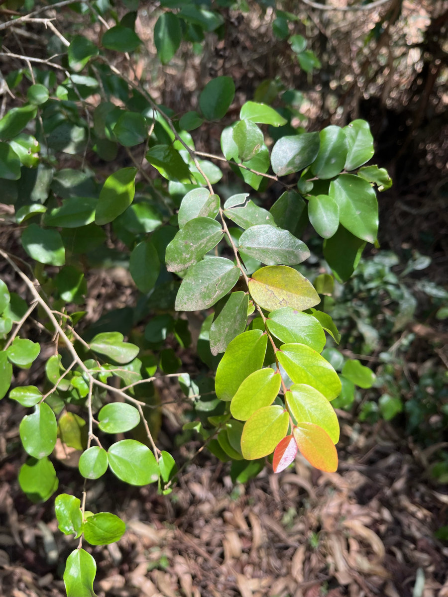 Dovyalis macrocalyx Dovyalis macrocalyx
