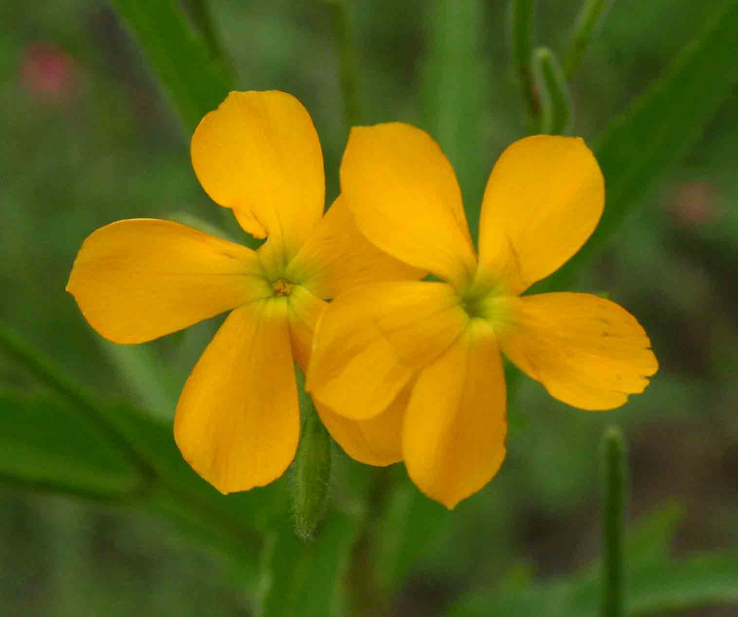 Tricliceras glanduliferum Tricliceras glanduliferum