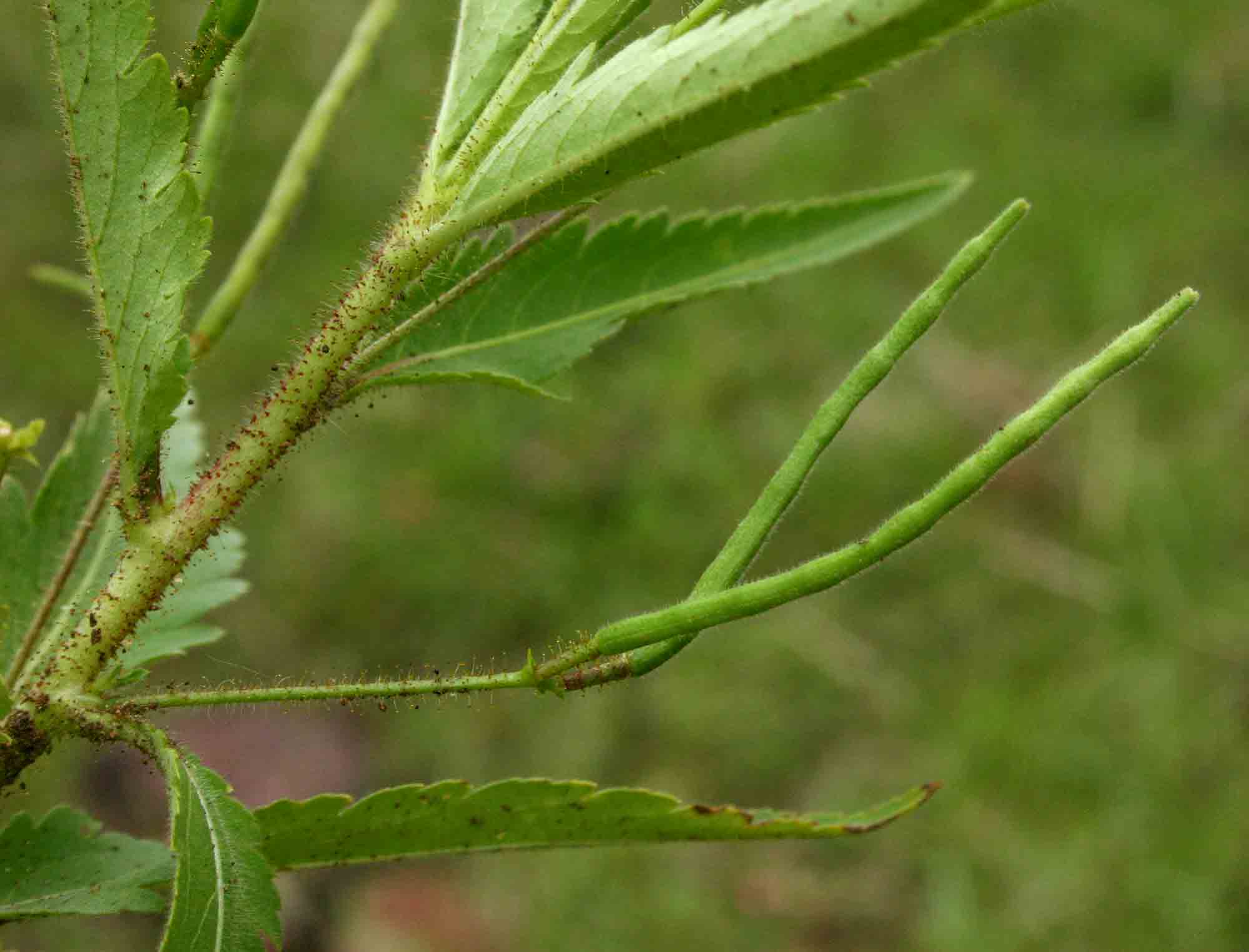 Tricliceras glanduliferum Tricliceras glanduliferum