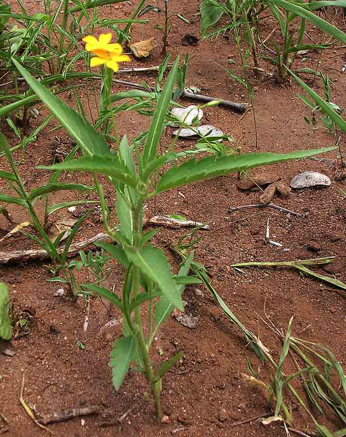 Tricliceras glanduliferum