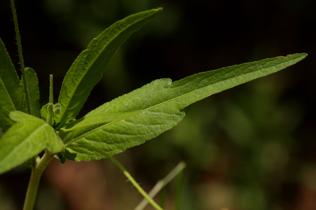 Tricliceras lobatum Tricliceras lobatum