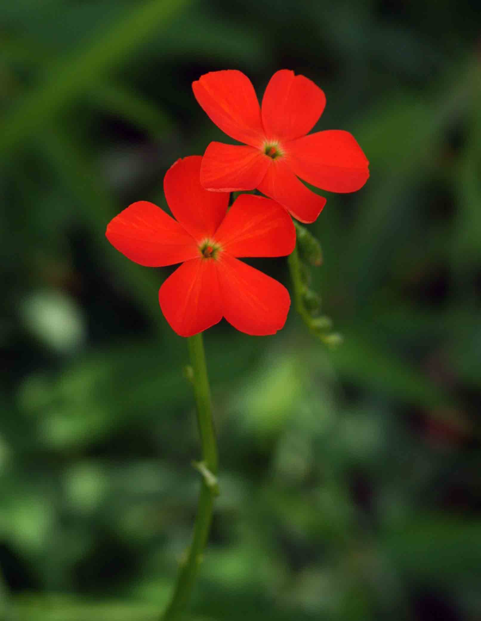 Tricliceras longepedunculatum var. longepedunculatum Tricliceras longepedunculatum var. longepedunculatum
