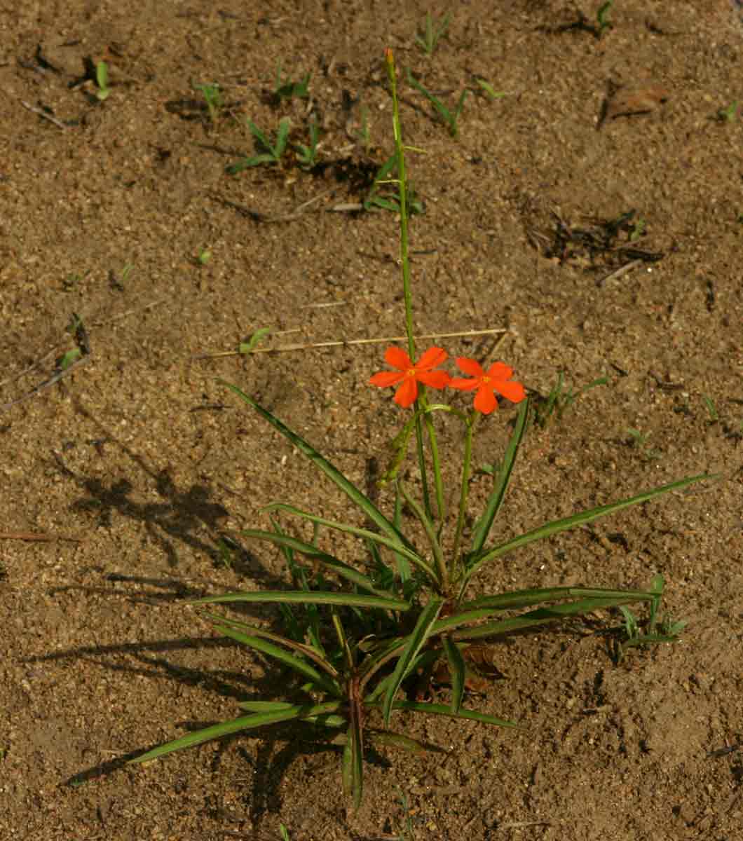 Tricliceras longepedunculatum var. longepedunculatum Tricliceras longepedunculatum var. longepedunculatum