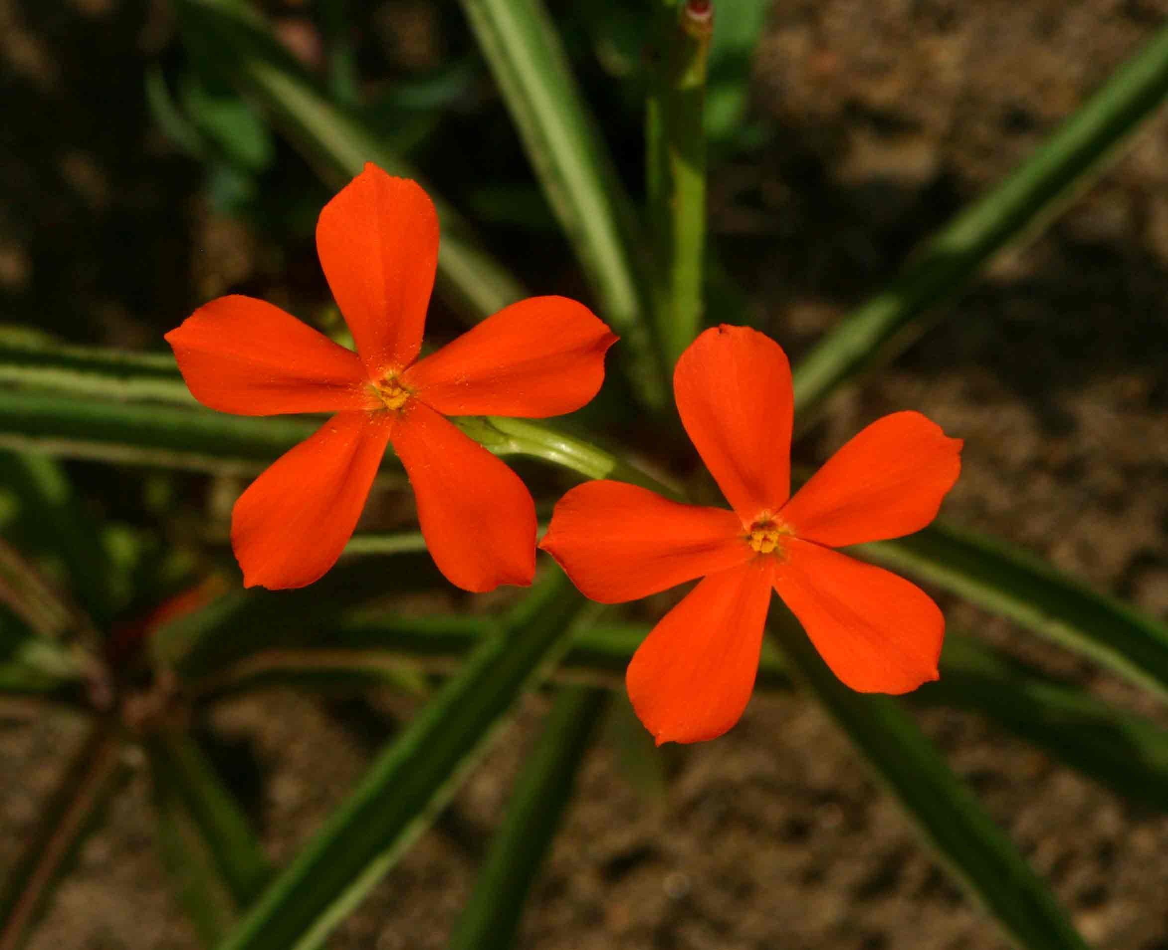 Tricliceras longepedunculatum var. longepedunculatum Tricliceras longepedunculatum var. longepedunculatum