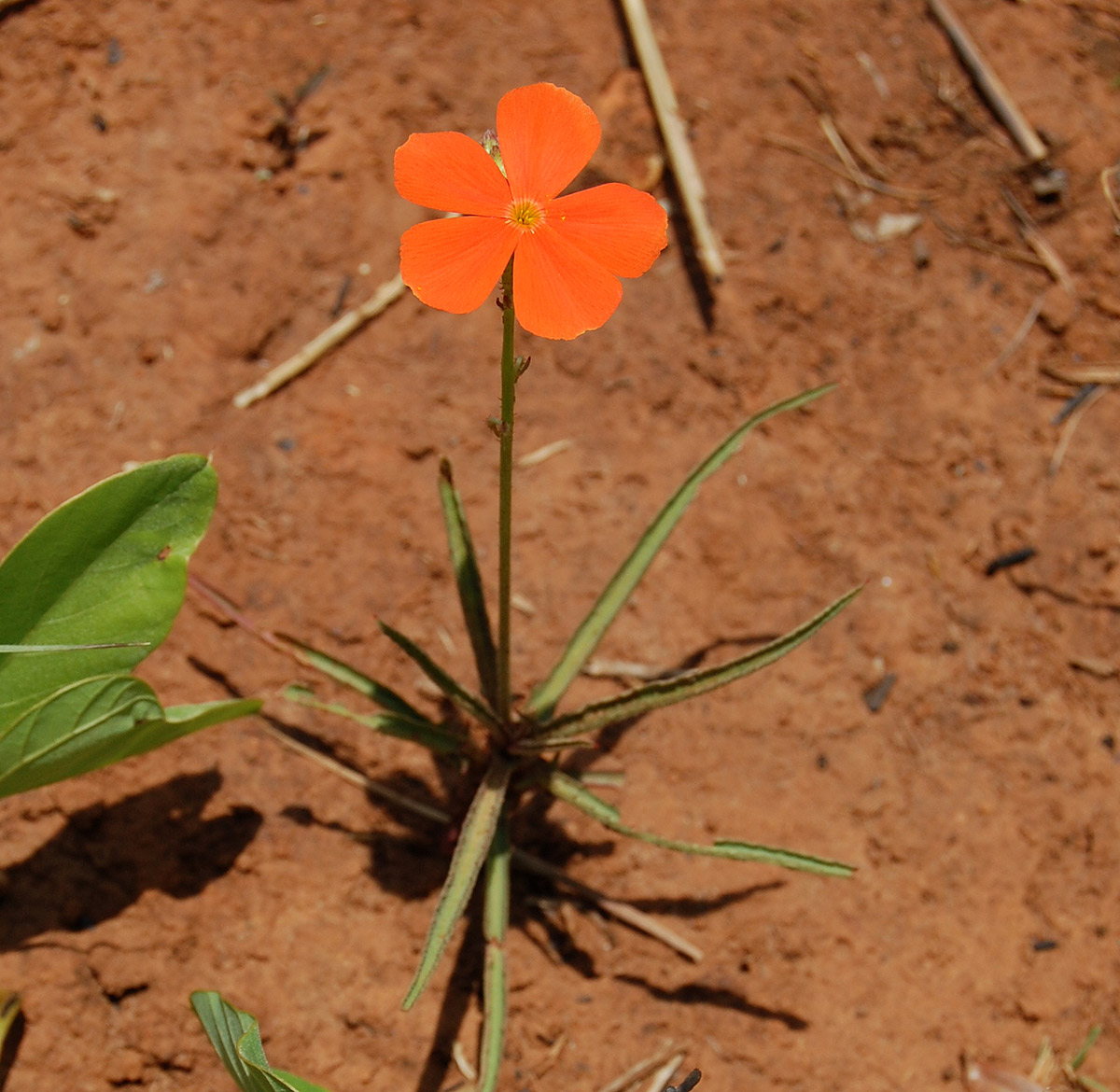 Tricliceras longepedunculatum var. longepedunculatum Tricliceras longepedunculatum var. longepedunculatum
