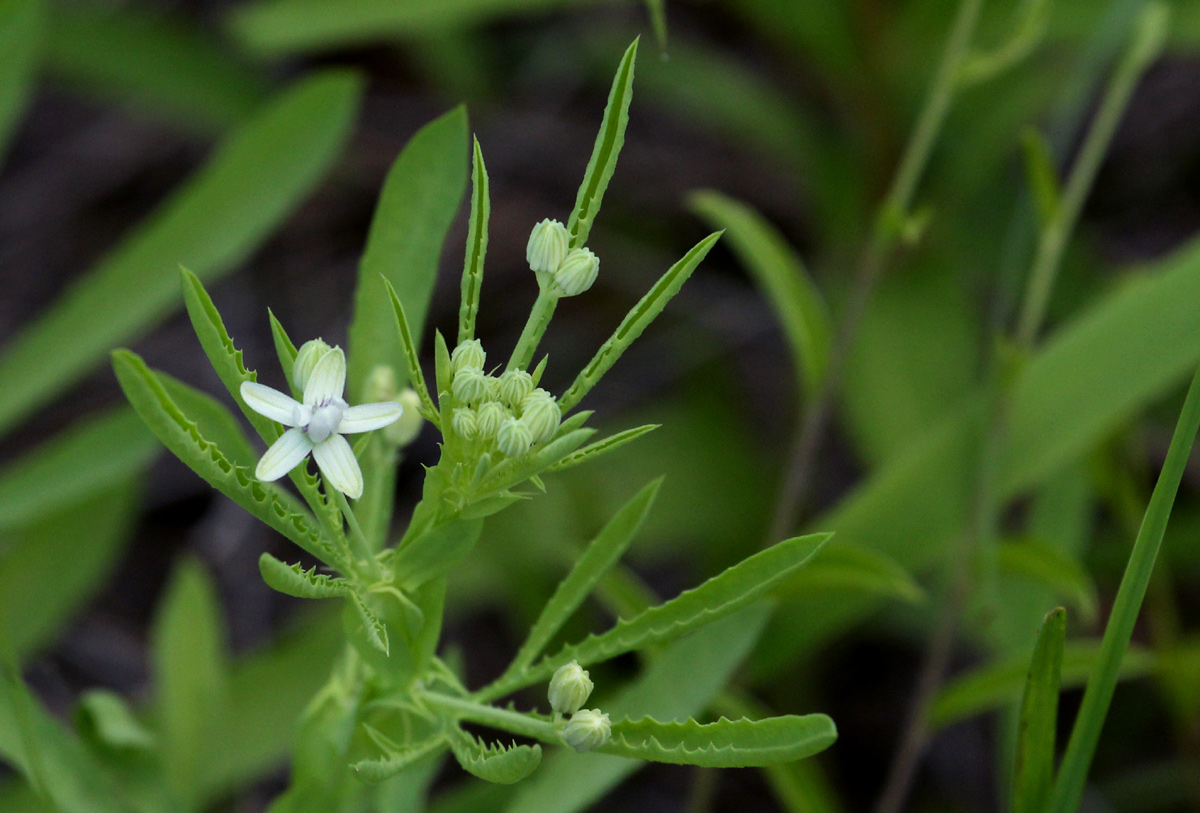 Basananthe pedata Basananthe pedata