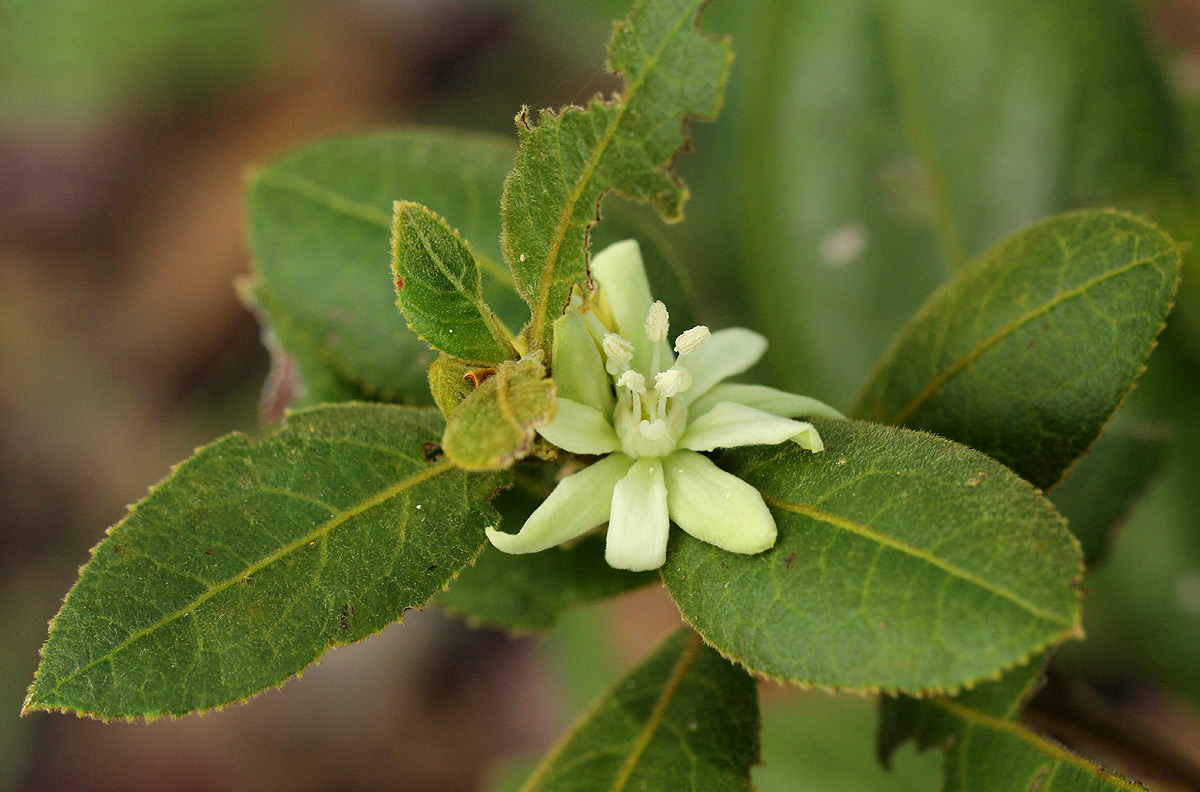 Paropsia brazzeana Paropsia brazzeana