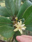 Paropsia brazzeana