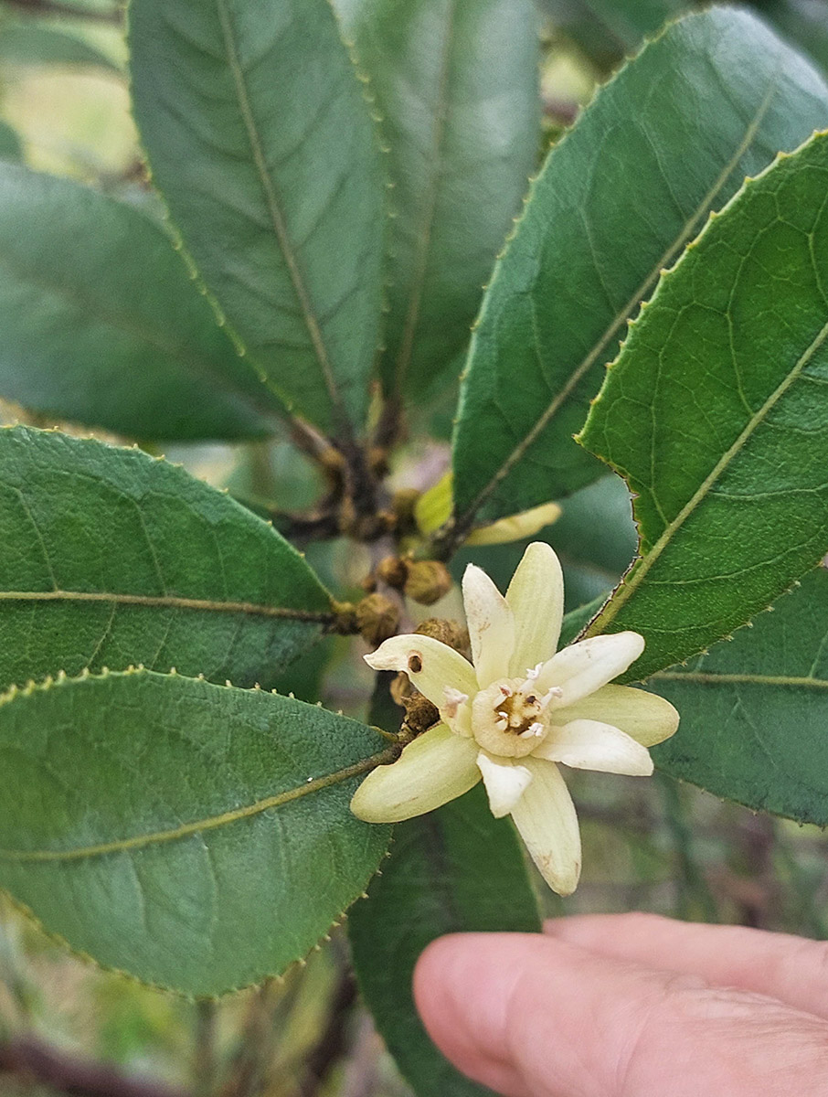 Paropsia brazzeana Paropsia brazzeana