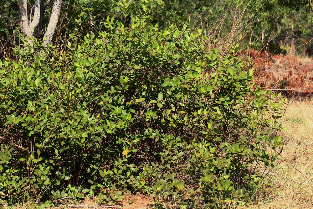 Paropsia brazzeana Paropsia brazzeana