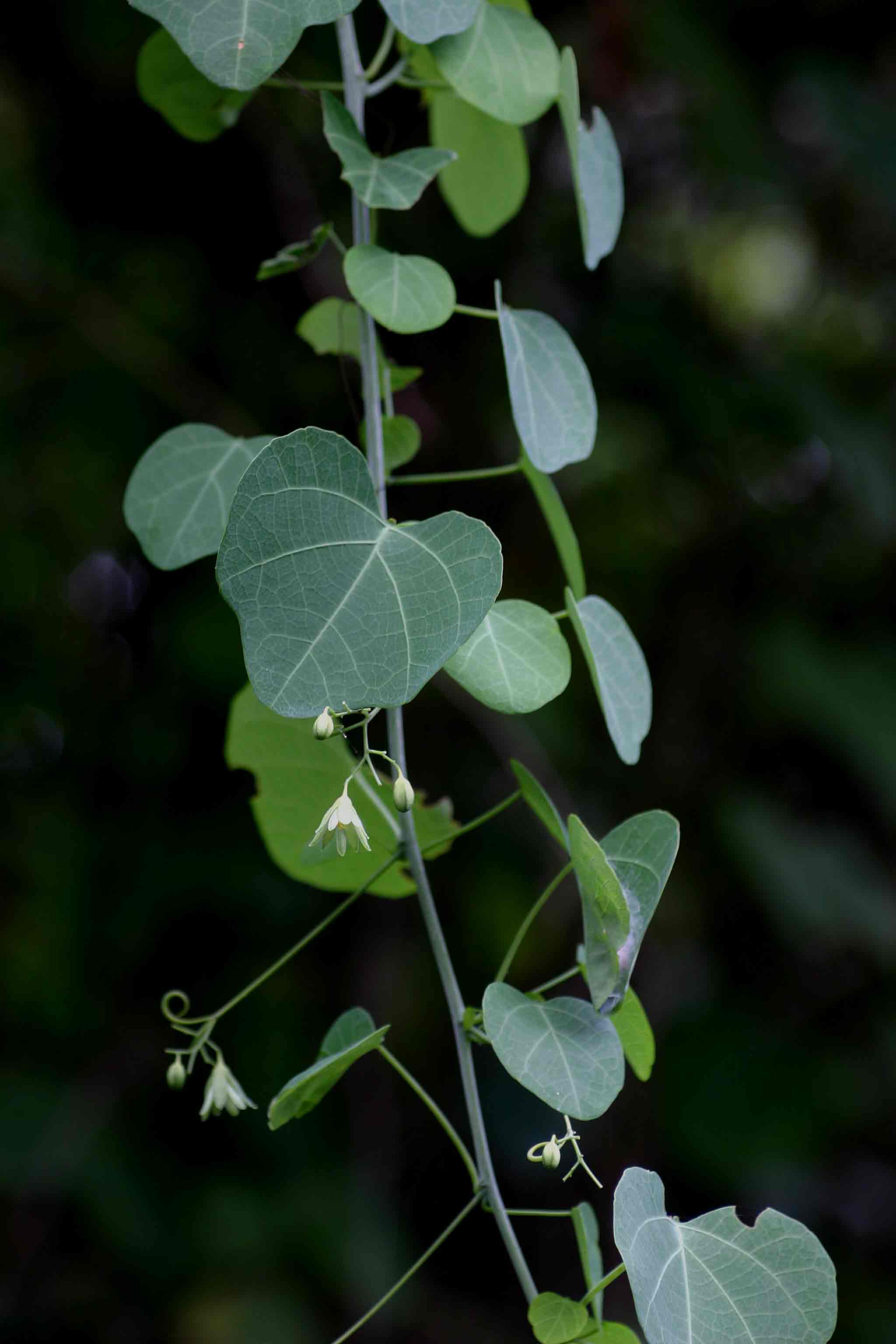 Adenia gummifera var. gummifera