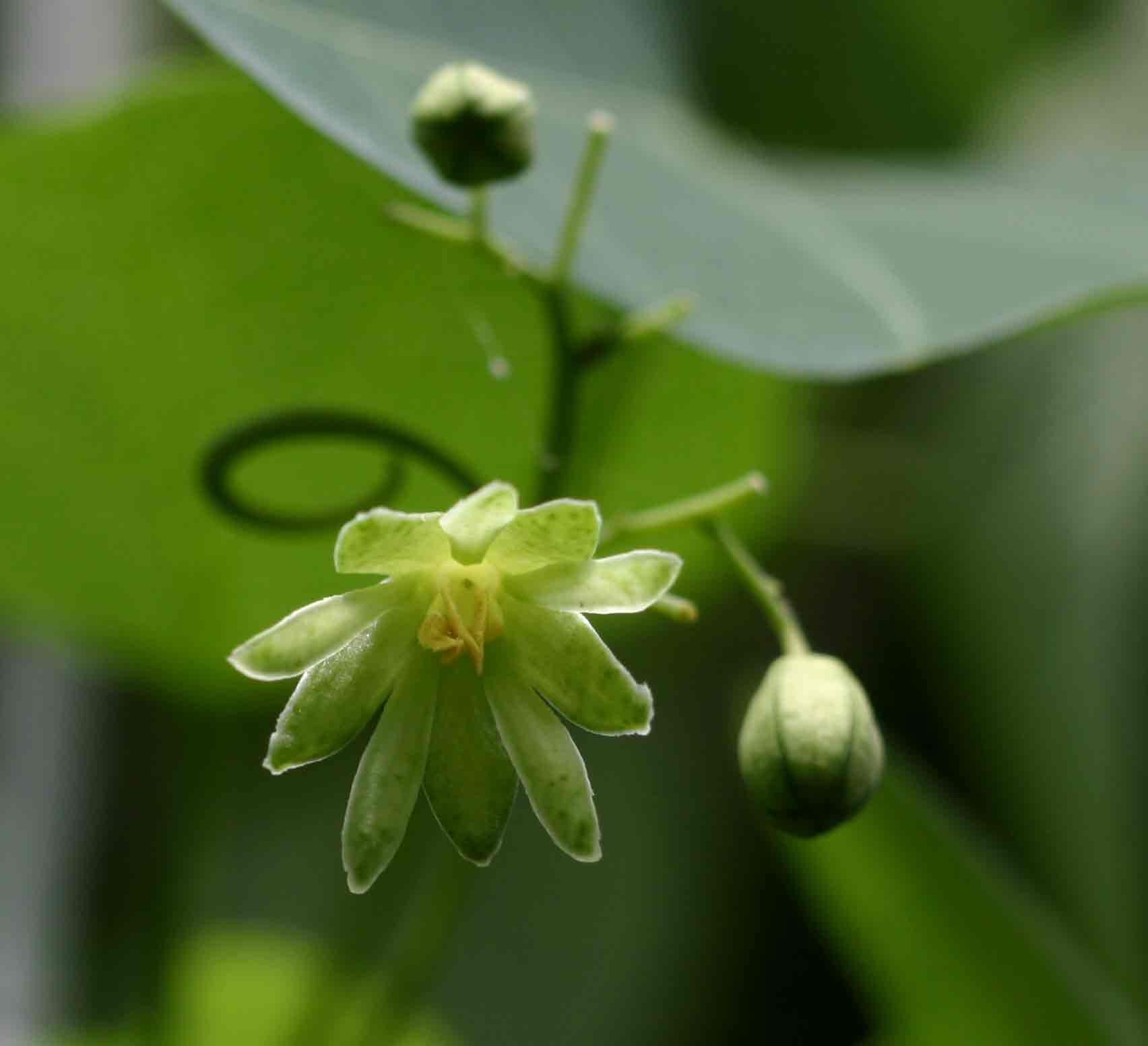 Adenia gummifera var. gummifera