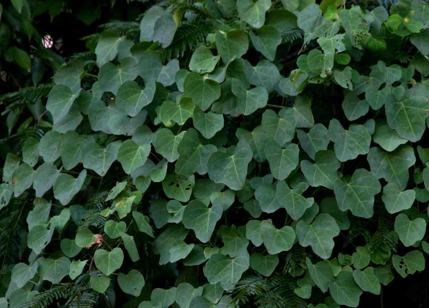 Adenia gummifera var. gummifera
