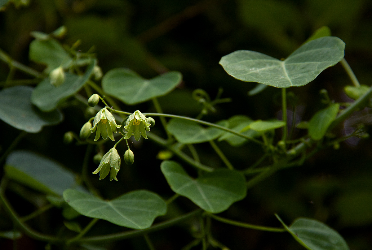 Adenia gummifera var. gummifera