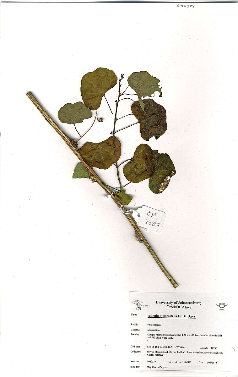 Adenia gummifera var. gummifera Adenia gummifera var. gummifera