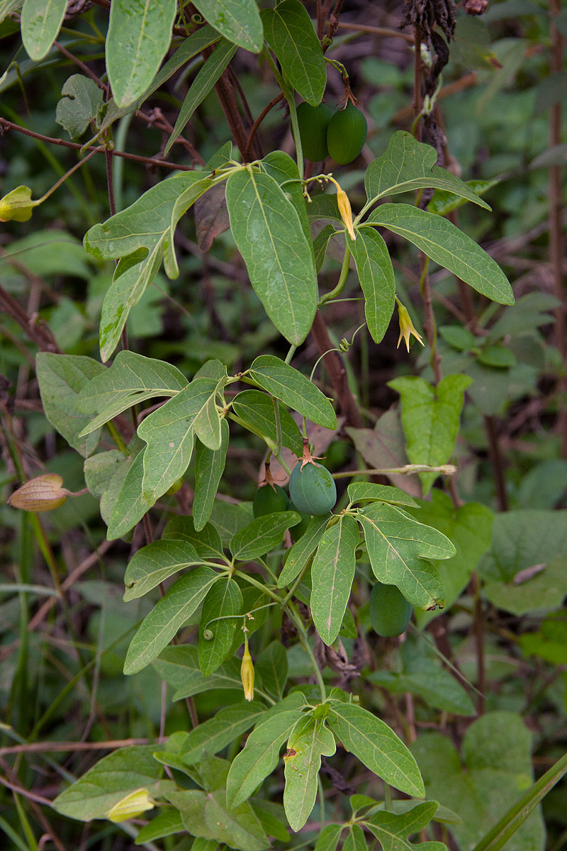 Adenia digitata