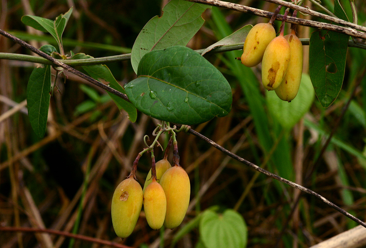 Adenia digitata
