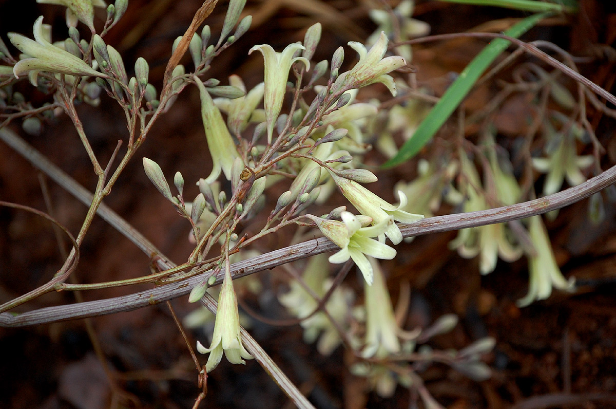 Adenia digitata