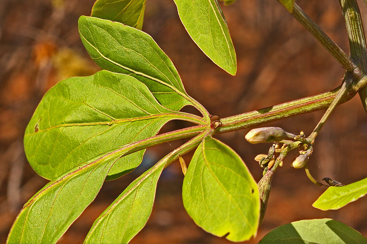 Adenia digitata