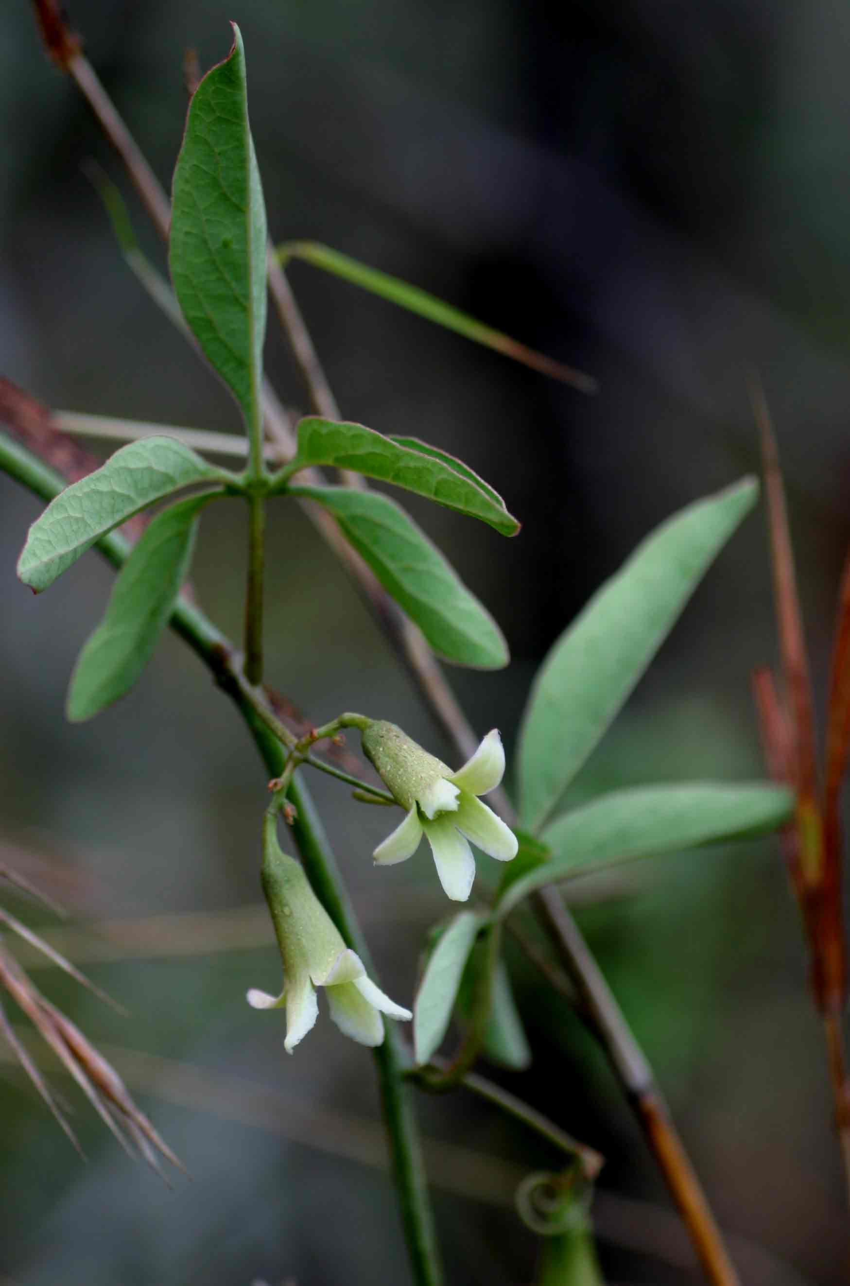 Adenia digitata