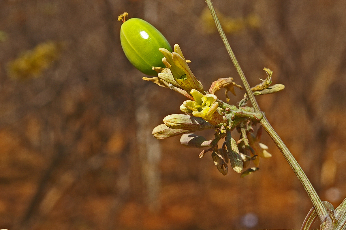 Adenia digitata