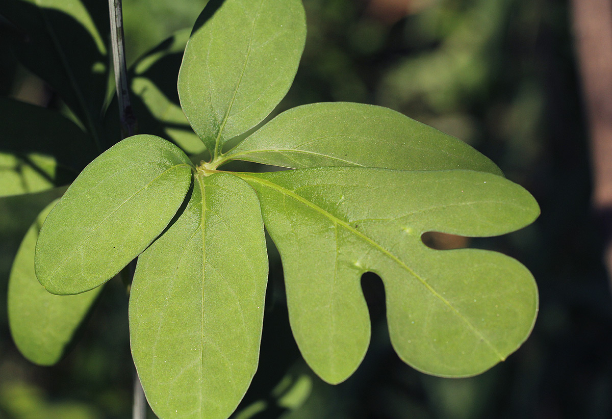 Adenia digitata