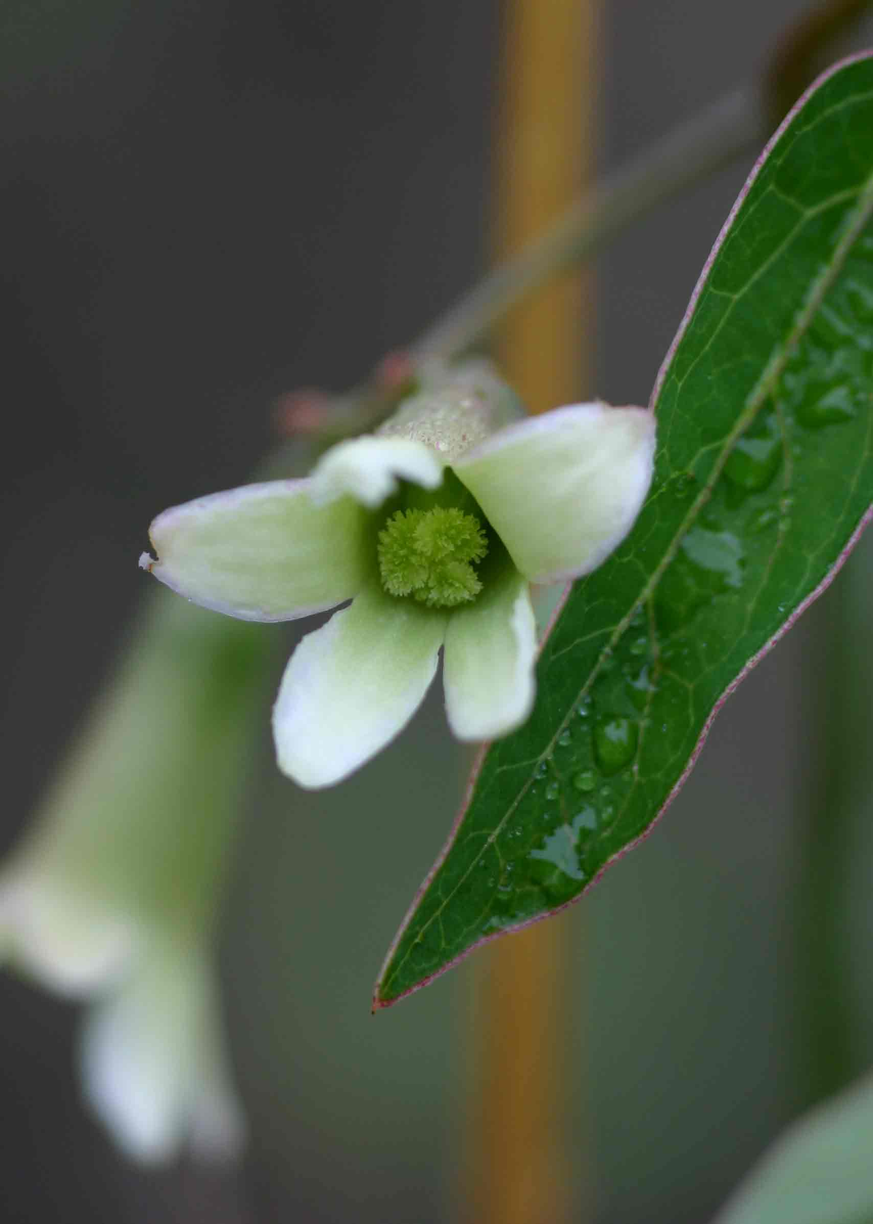 Adenia digitata