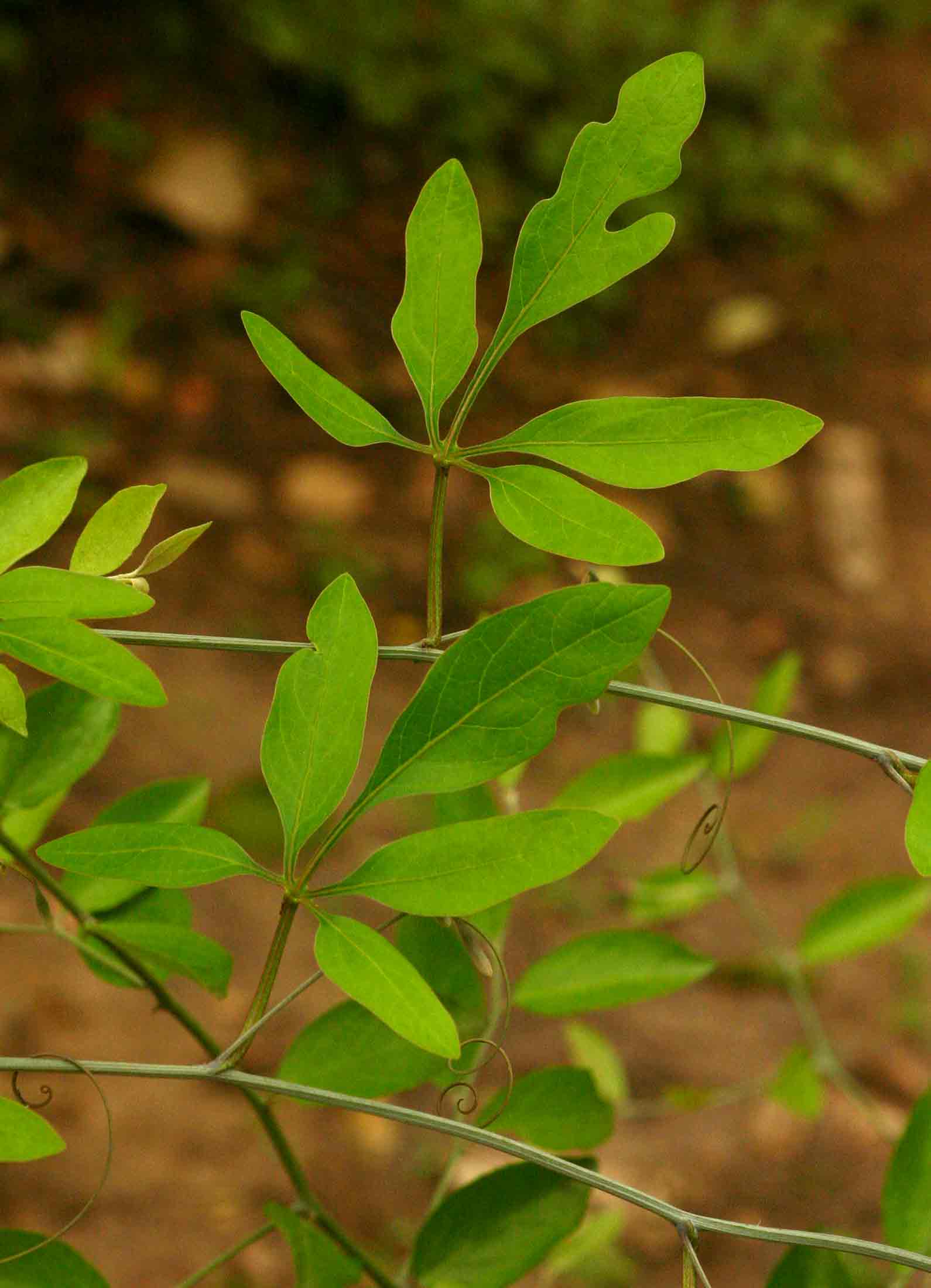 Adenia digitata