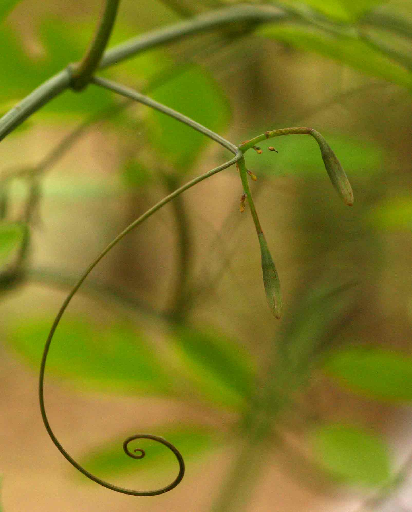 Adenia digitata