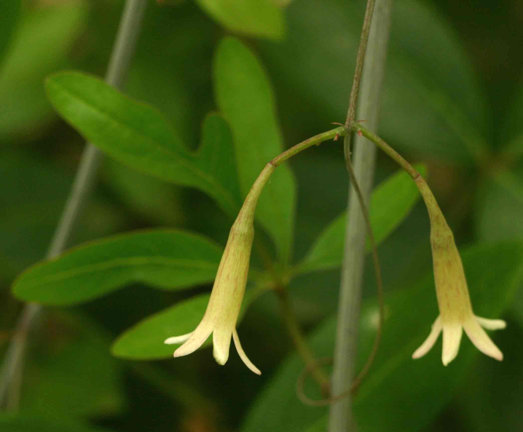 Adenia digitata