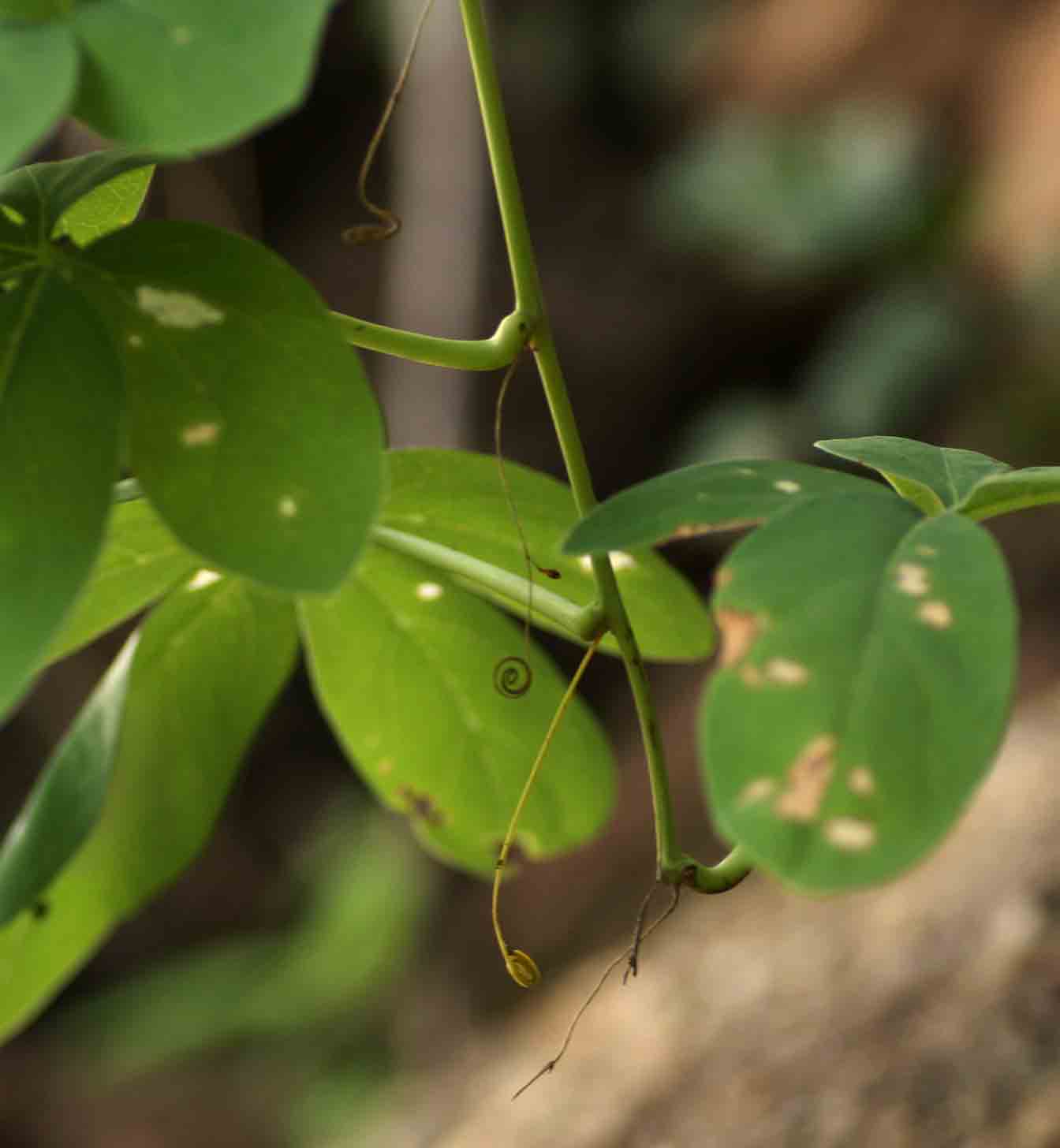 Adenia karibaensis