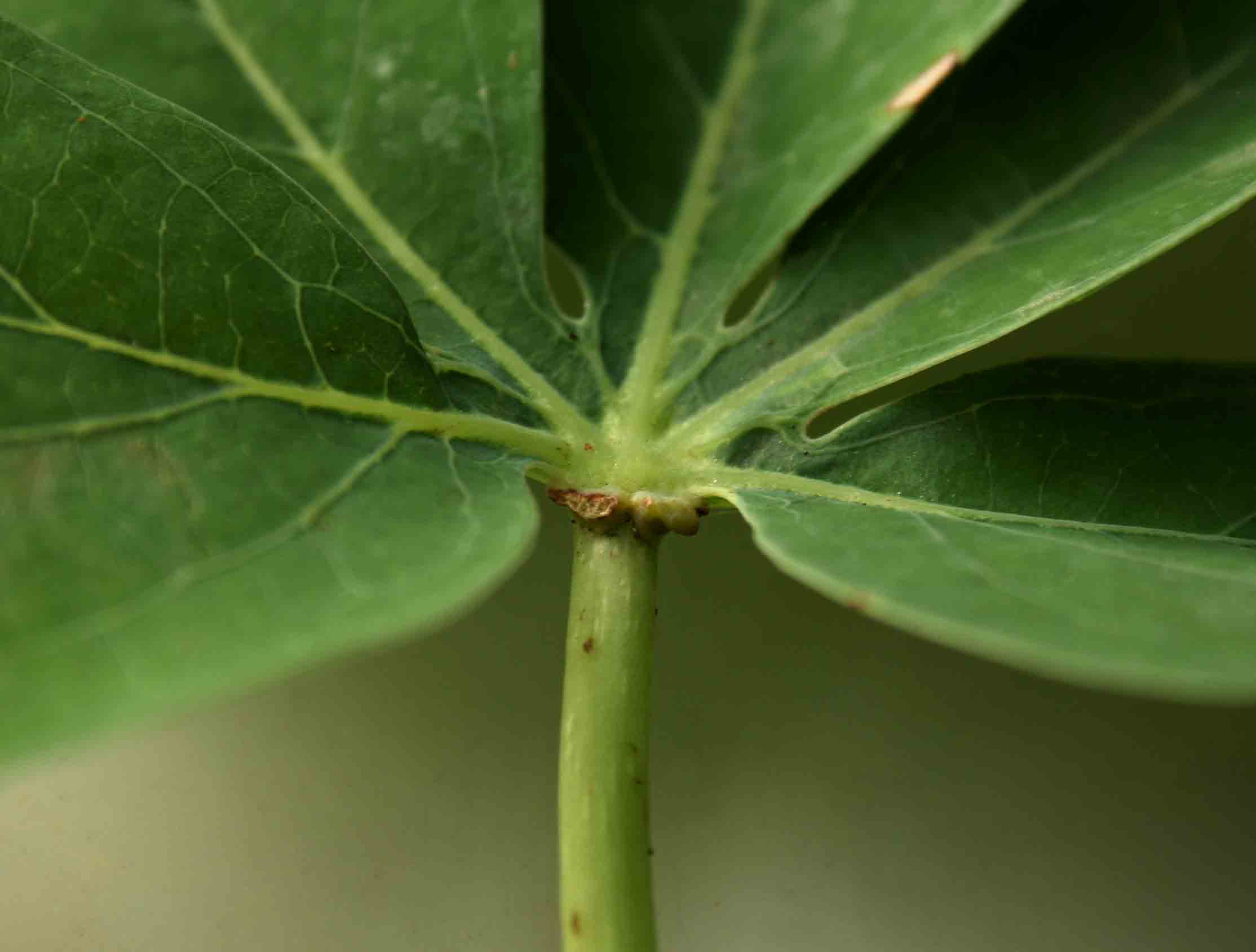 Adenia karibaensis