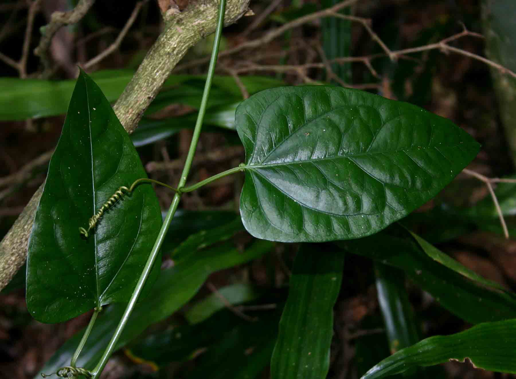 Adenia rumicifolia