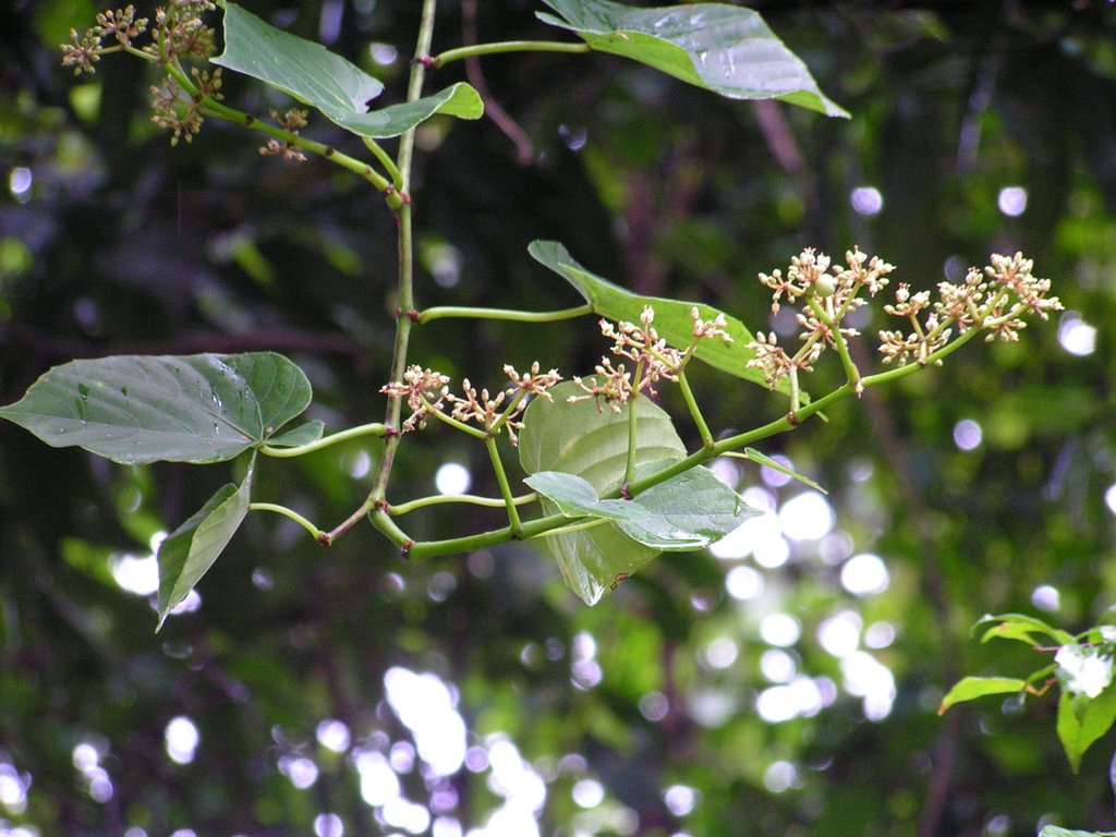 Adenia rumicifolia