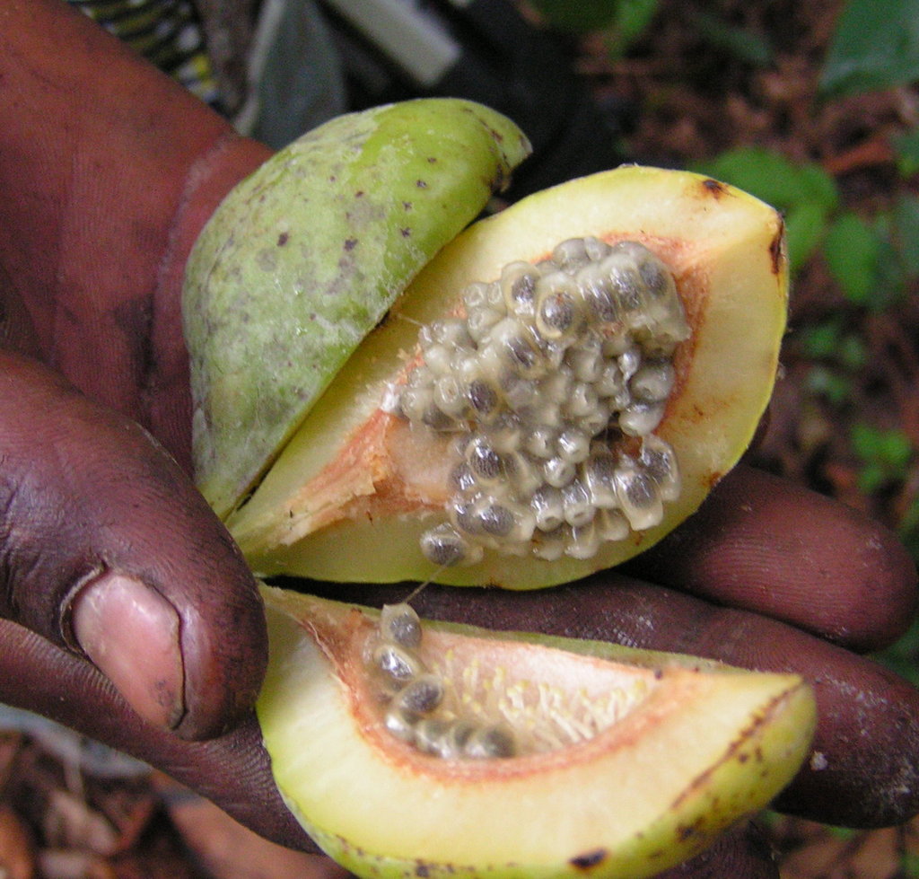 Adenia rumicifolia