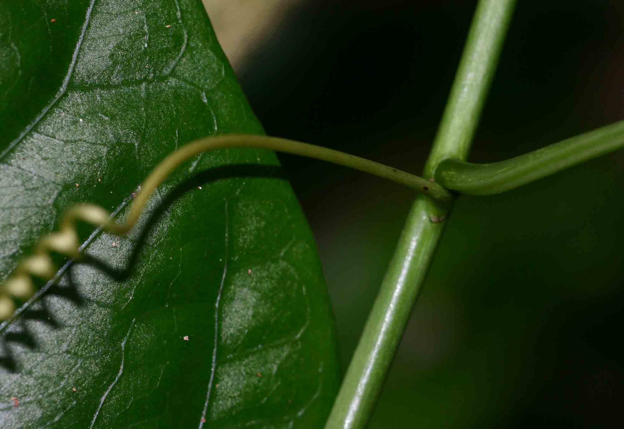 Adenia rumicifolia Adenia rumicifolia