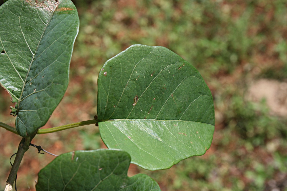 Adenia panduriformis
