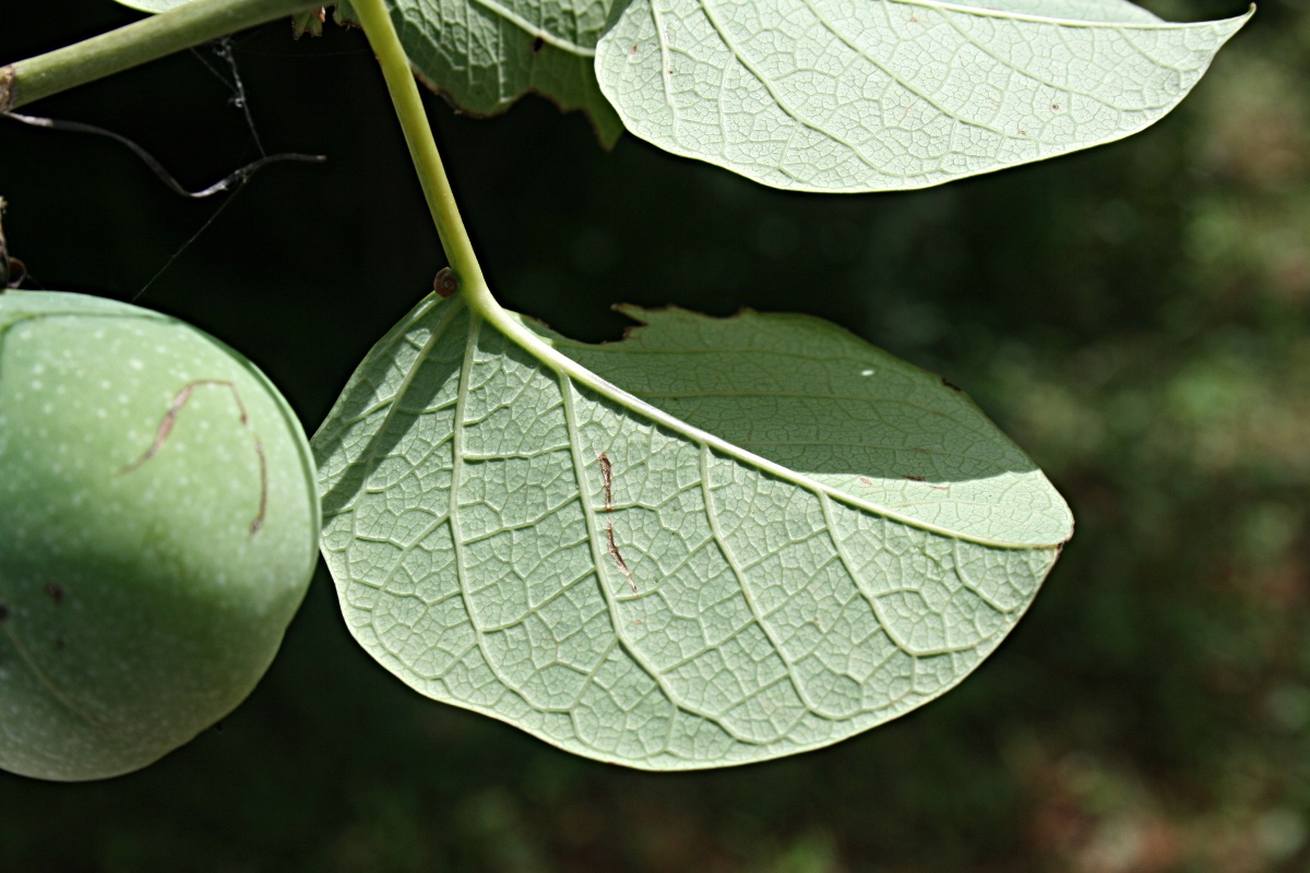 Adenia panduriformis
