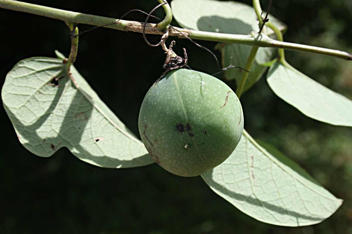 Adenia panduriformis