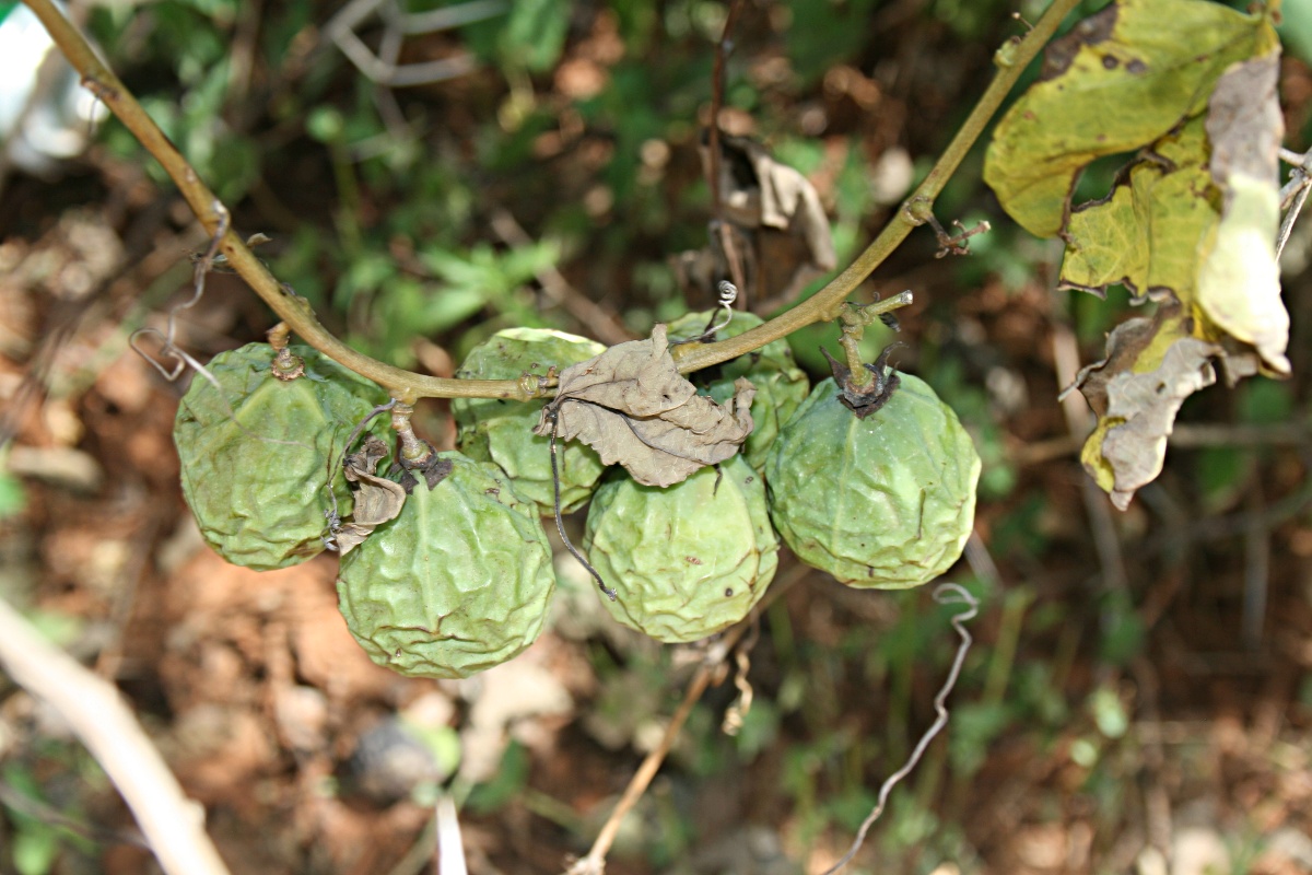 Adenia panduriformis