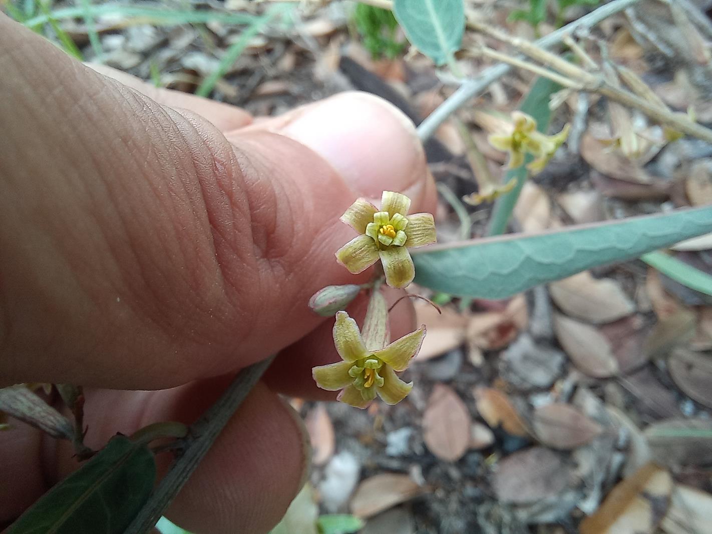 Adenia repanda Adenia repanda